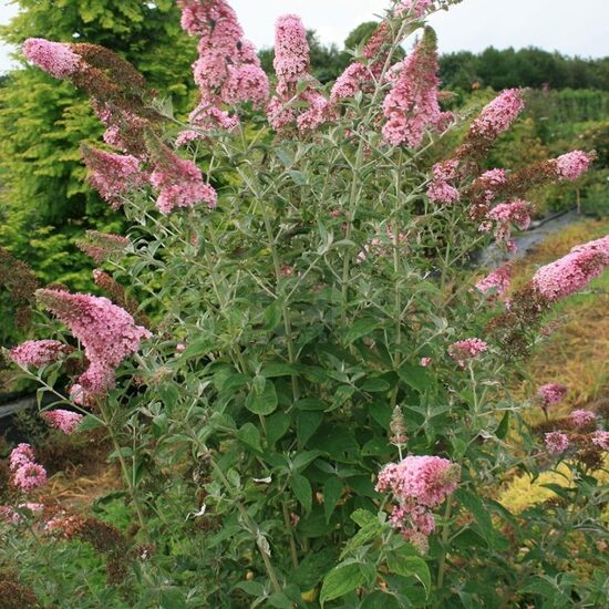 Buddleia davidii Pink Panther